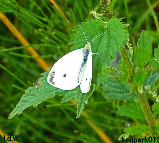 Leijpark013 9 &amp; 10 &amp; 11 &amp; 12 augustus 2023 