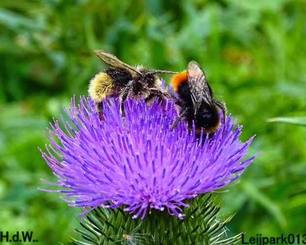 Leijpark013 9 &amp; 10 &amp; 11 &amp; 12 augustus 2023 