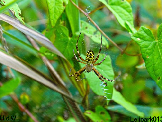 Leijpark013 9 &amp; 10 &amp; 11 &amp; 12 augustus 2023 