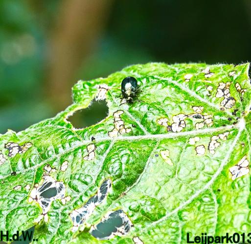Leijpark013 9 &amp; 10 &amp; 11 &amp; 12 augustus 2023 