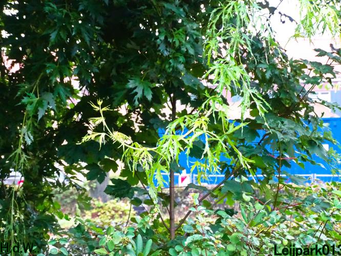 Leijpark013 9 &amp; 10 &amp; 11 &amp; 12 augustus 2023 