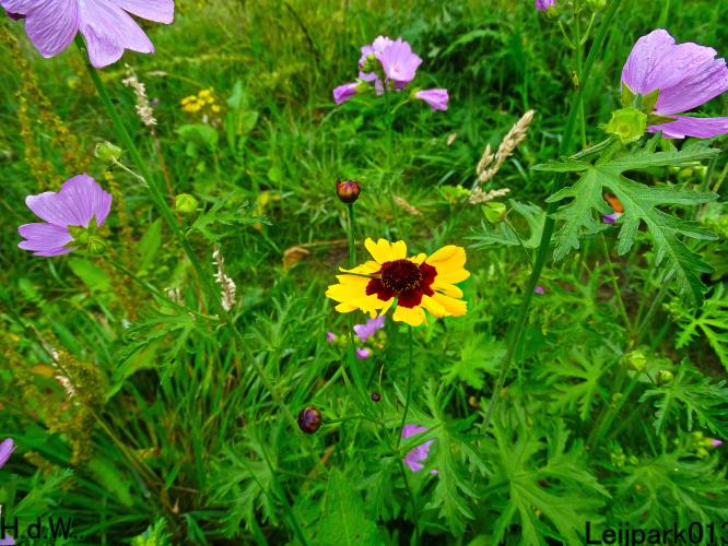Leijpark013 9 &amp; 10 &amp; 11 &amp; 12 augustus 2023 