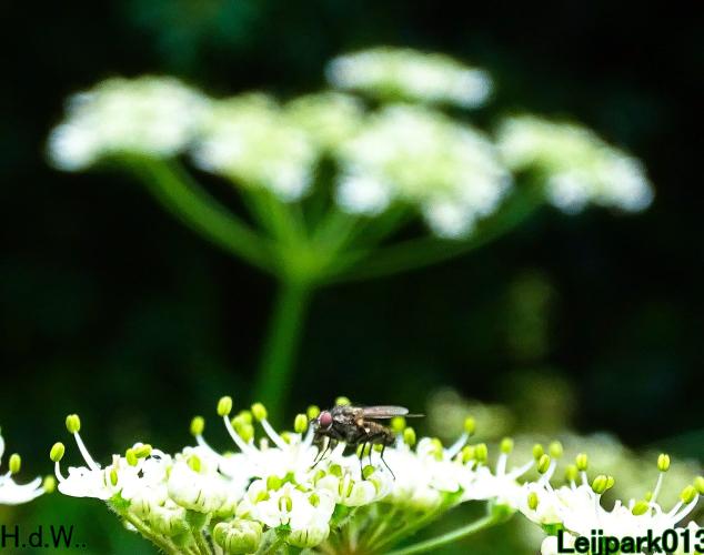 Leijpark013 9 &amp; 10 &amp; 11 &amp; 12 augustus 2023 