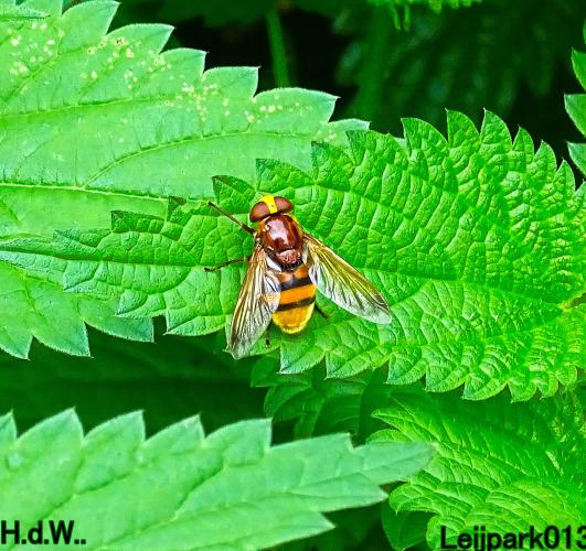 Leijpark013 9 &amp; 10 &amp; 11 &amp; 12 augustus 2023 