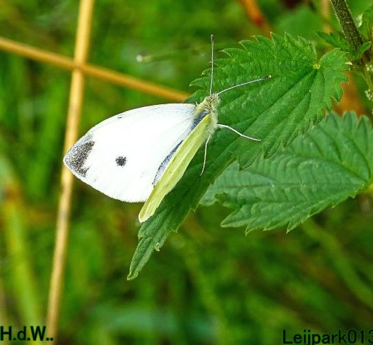 Leijpark013 9 &amp; 10 &amp; 11 &amp; 12 augustus 2023 