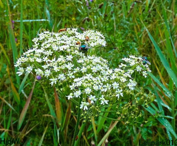 Leijpark013 9 &amp; 10 &amp; 11 &amp; 12 augustus 2023 
