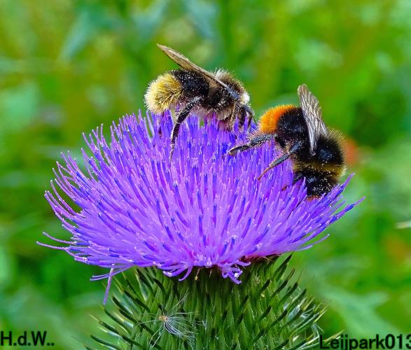 Leijpark013 9 &amp; 10 &amp; 11 &amp; 12 augustus 2023 