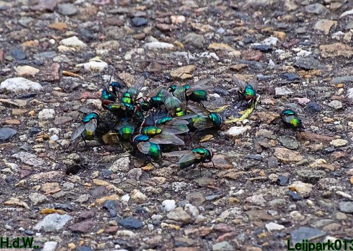 Leijpark013 9 &amp; 10 &amp; 11 &amp; 12 augustus 2023 