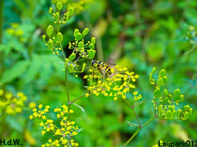 Leijpark013 9 &amp; 10 &amp; 11 &amp; 12 augustus 2023 
