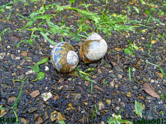 Leijpark013 9 &amp; 10 &amp; 11 &amp; 12 augustus 2023 