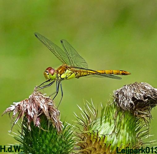 Leijpark013  13 &amp; 14 &amp; 15 &amp; 16 augustus 2023 