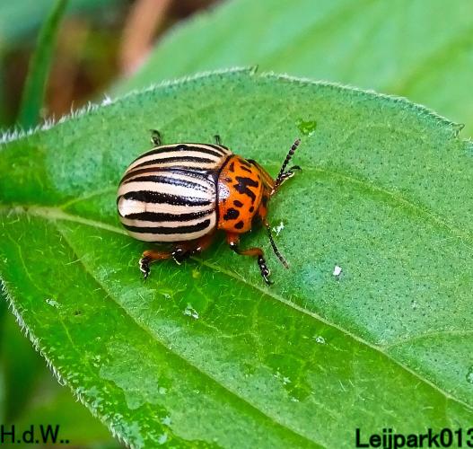 Leijpark013  13 &amp; 14 &amp; 15 &amp; 16 augustus 2023 