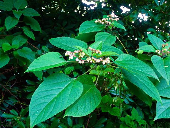 Leijpark013  13 &amp; 14 &amp; 15 &amp; 16 augustus 2023 