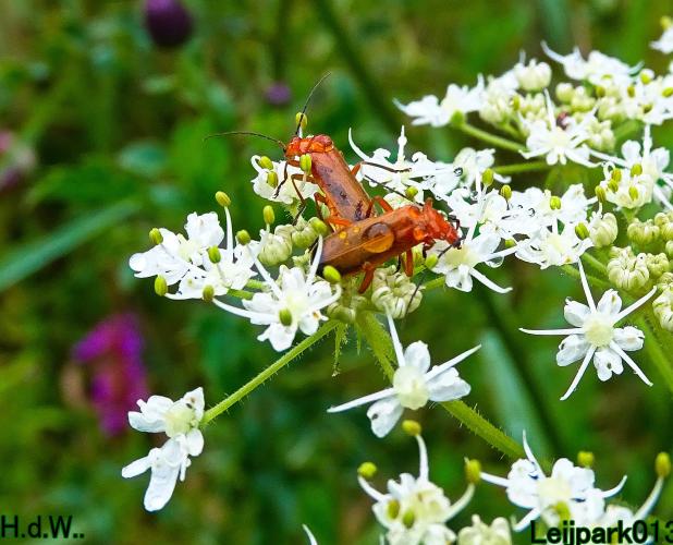 Leijpark013  13 &amp; 14 &amp; 15 &amp; 16 augustus 2023 