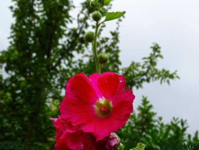 Leijpark013  13 &amp; 14 &amp; 15 &amp; 16 augustus 2023 