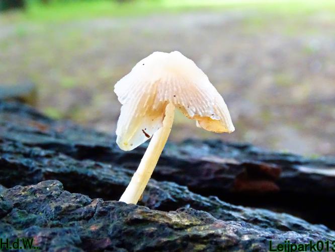 Leijpark013  13 &amp; 14 &amp; 15 &amp; 16 augustus 2023 