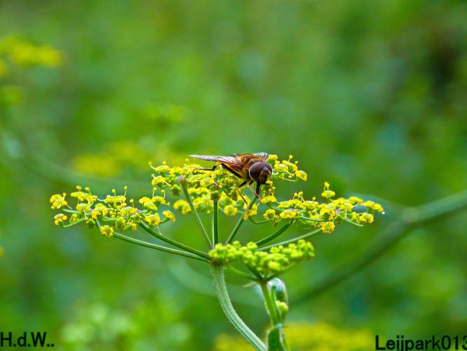 Leijpark013  13 &amp; 14 &amp; 15 &amp; 16 augustus 2023 