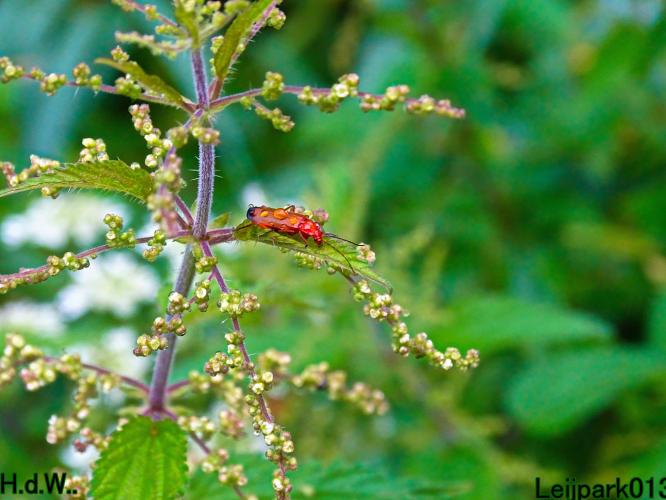 Leijpark013  13 &amp; 14 &amp; 15 &amp; 16 augustus 2023 