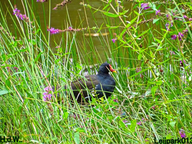 Leijpark013  13 &amp; 14 &amp; 15 &amp; 16 augustus 2023 