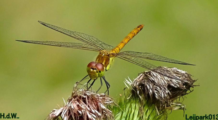 Leijpark013  13 &amp; 14 &amp; 15 &amp; 16 augustus 2023 