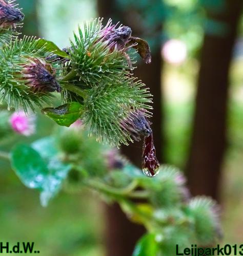 Leijpark013  13 &amp; 14 &amp; 15 &amp; 16 augustus 2023 