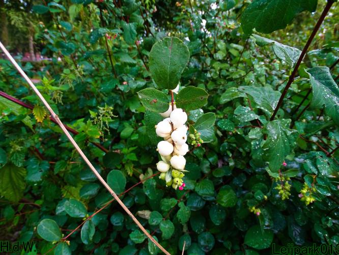 Leijpark013  13 &amp; 14 &amp; 15 &amp; 16 augustus 2023 