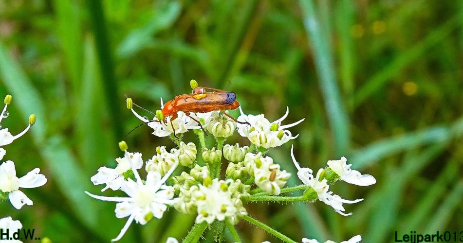 Leijpark013  13 &amp; 14 &amp; 15 &amp; 16 augustus 2023 