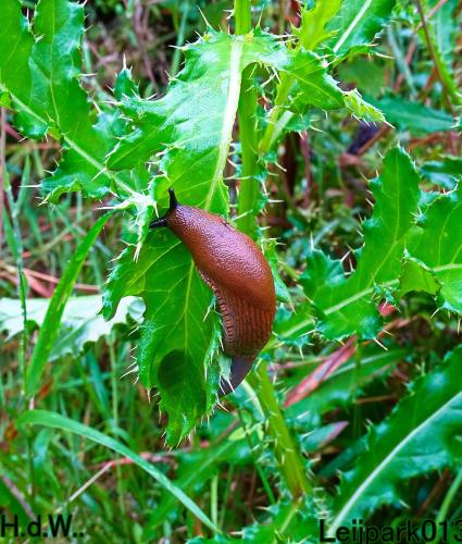 Leijpark013  13 &amp; 14 &amp; 15 &amp; 16 augustus 2023 