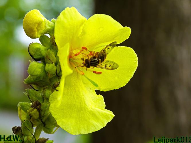 Leijpark013  13 &amp; 14 &amp; 15 &amp; 16 augustus 2023 