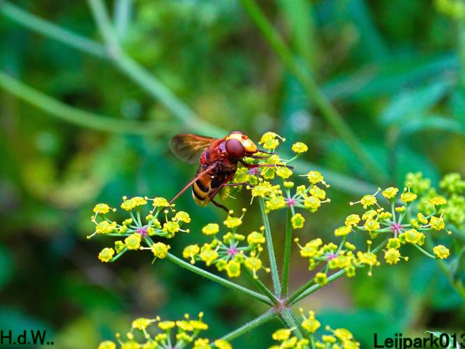 Leijpark013  13 &amp; 14 &amp; 15 &amp; 16 augustus 2023 