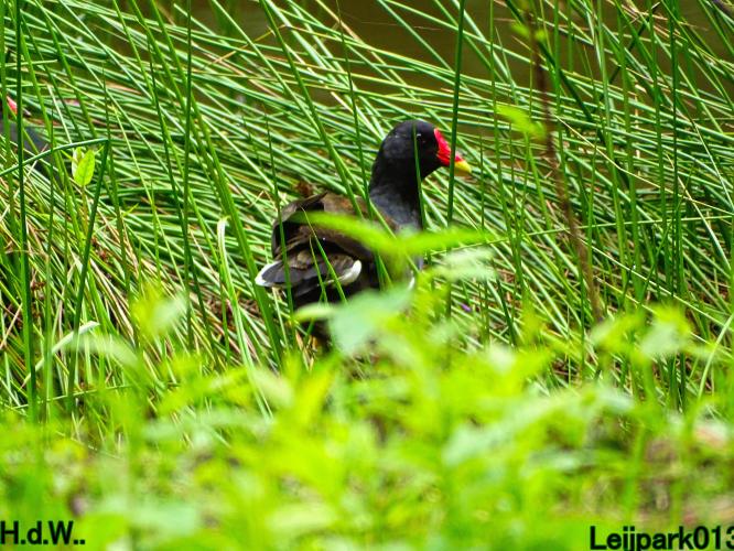 Leijpark013  13 &amp; 14 &amp; 15 &amp; 16 augustus 2023 