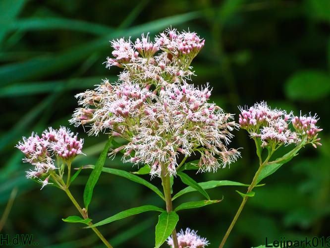 Leijpark013  13 &amp; 14 &amp; 15 &amp; 16 augustus 2023 