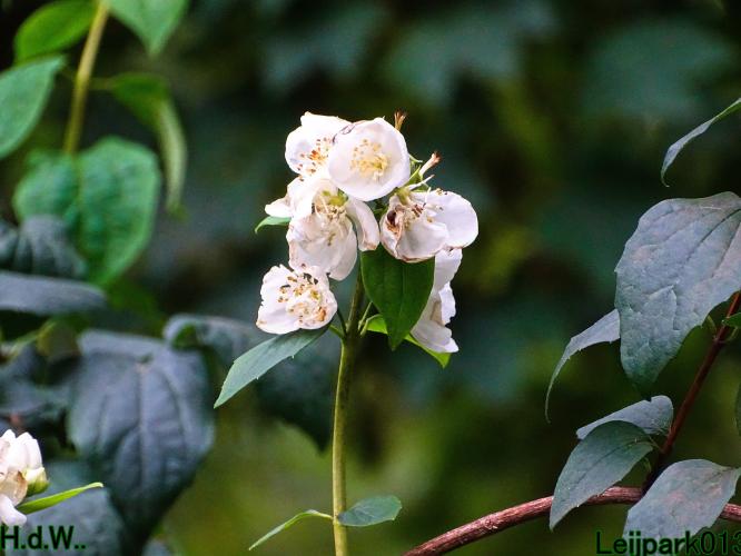 Leijpark013  13 &amp; 14 &amp; 15 &amp; 16 augustus 2023 