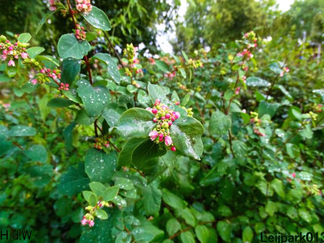 Leijpark013  13 &amp; 14 &amp; 15 &amp; 16 augustus 2023 