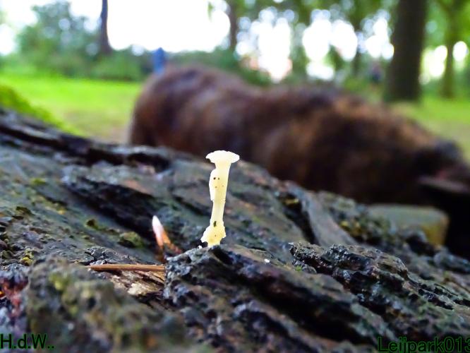 Leijpark013  13 &amp; 14 &amp; 15 &amp; 16 augustus 2023 