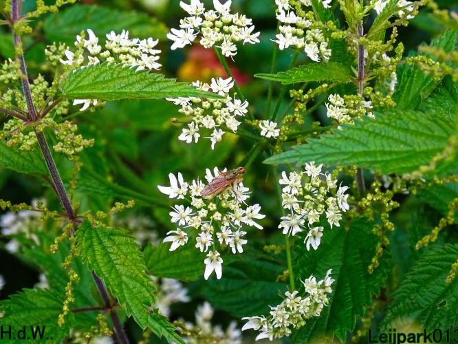 Leijpark013  13 &amp; 14 &amp; 15 &amp; 16 augustus 2023 