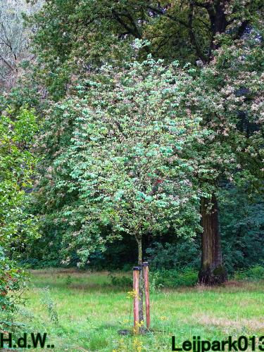 Leijpark013  13 &amp; 14 &amp; 15 &amp; 16 augustus 2023 