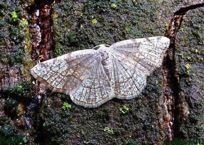 Leijpark013 Drievlekspanner