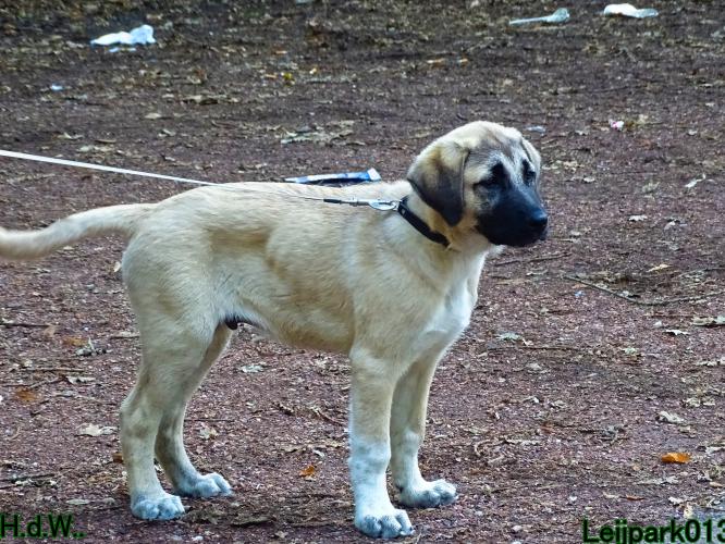 Leijpark013 Beestenboel 23-8-2023 