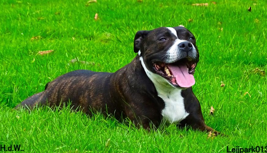 Leijpark013 Beestenboel 23-8-2023 