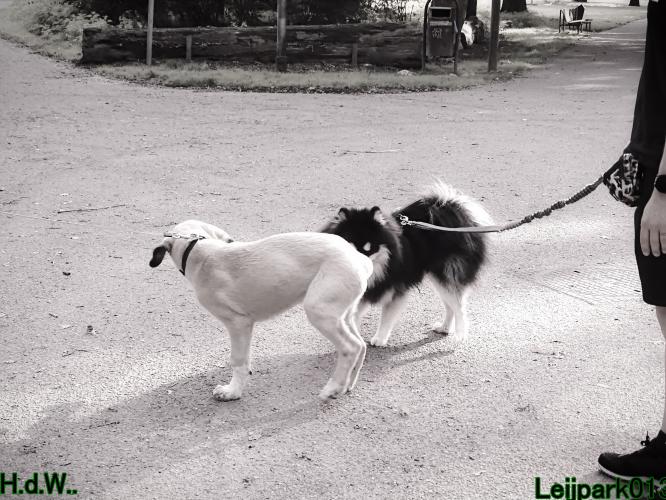 Leijpark013 Beestenboel 23-8-2023 