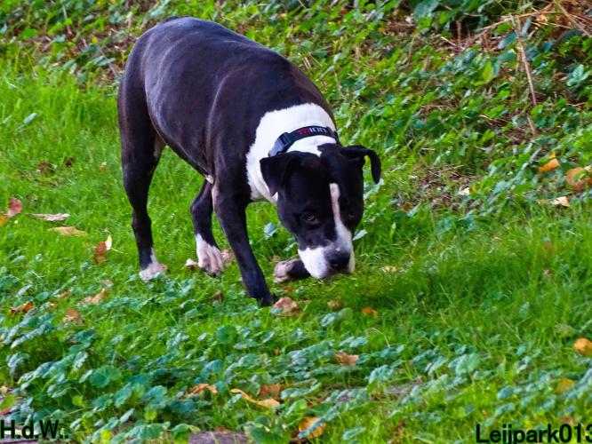 Leijpark013 Beestenboel 23-8-2023 