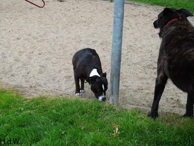 Leijpark013 Beestenboel 23-8-2023 