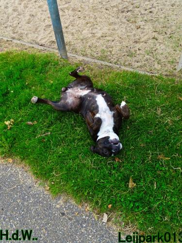 Leijpark013 Beestenboel 23-8-2023 