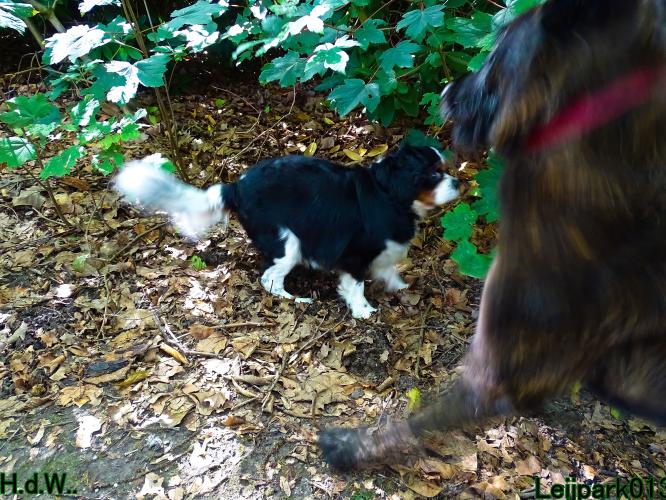 Leijpark013 Beestenboel 23-8-2023 