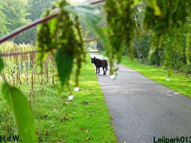 Leijpark013 Beestenboel 23-8-2023 