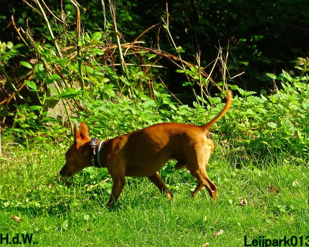 Leijpark013 Beestenboel 23-8-2023 