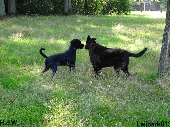 Leijpark013 Beestenboel 23-8-2023 