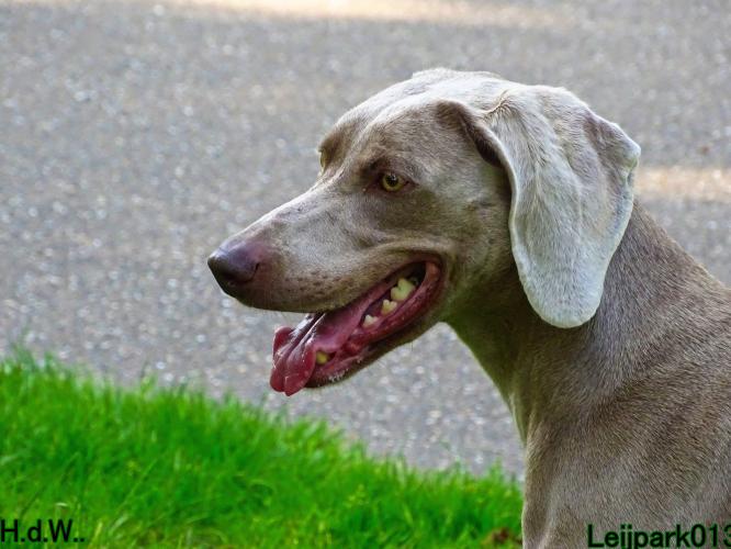 Leijpark013 Beestenboel 23-8-2023 