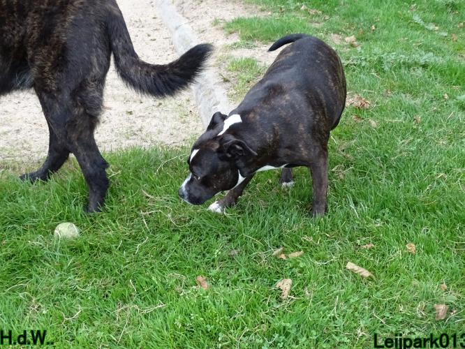 Leijpark013 Beestenboel 23-8-2023 